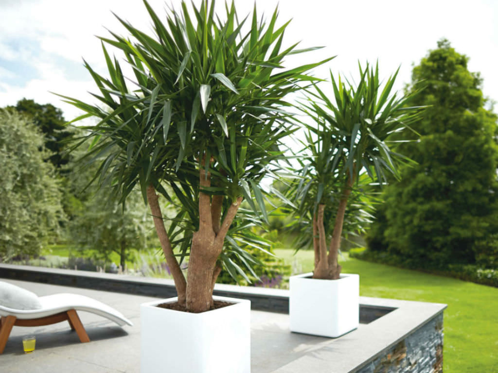Spineless Yucca (Yucca gigantea)