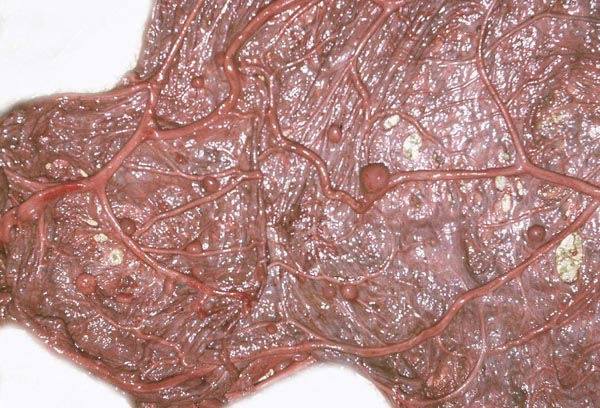 Amnionic surface of Indian rhinoceros placenta with round nodules