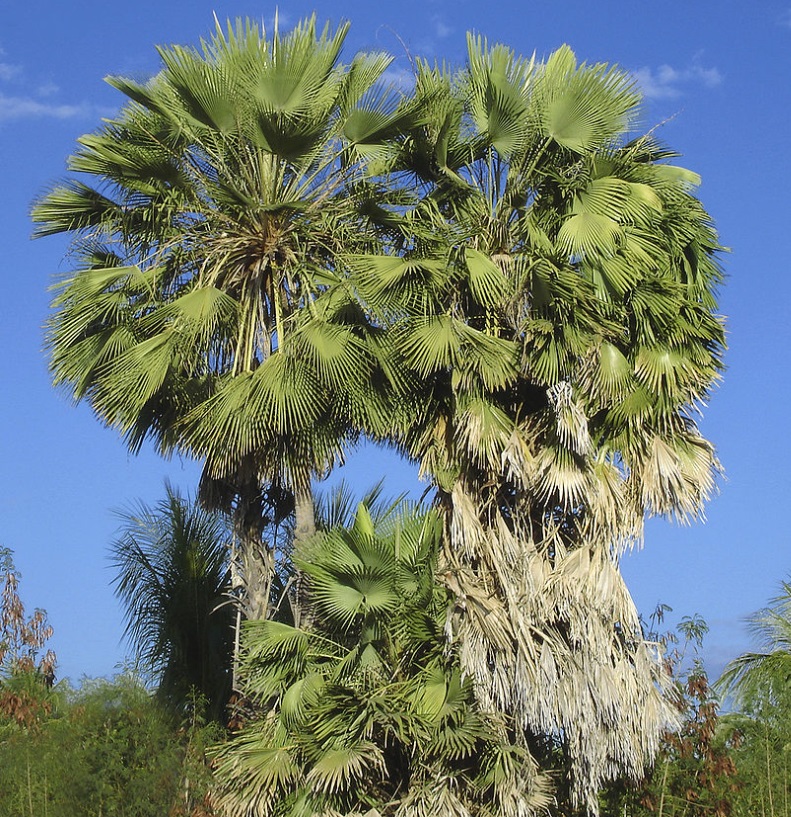 palmier-cire-naturel