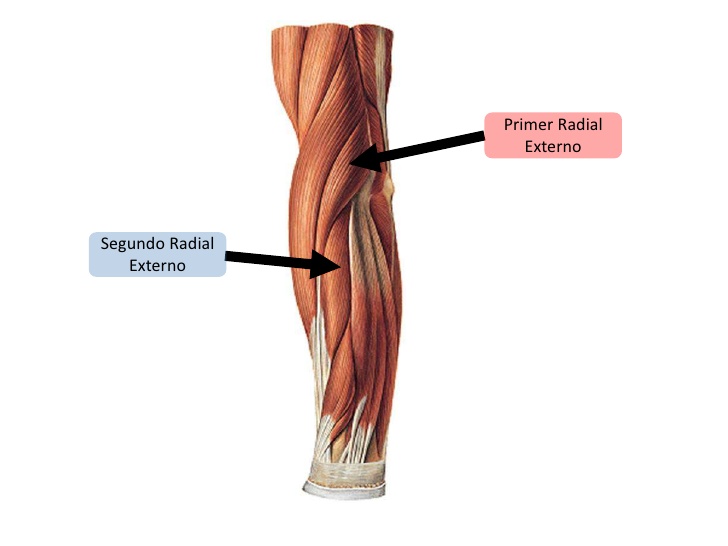 Resultado de imagen para 2  radial musculos