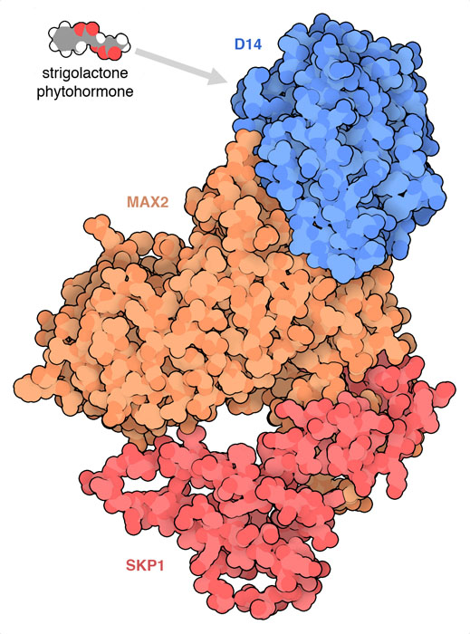 Receptor de fitohormônio DWARF14 (azul).