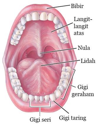 struktur rongga mulut