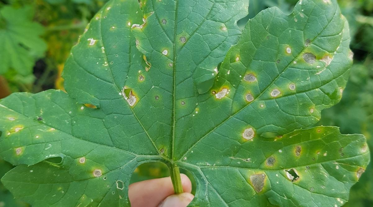 Alternia leaf spots on pumpkin plants 