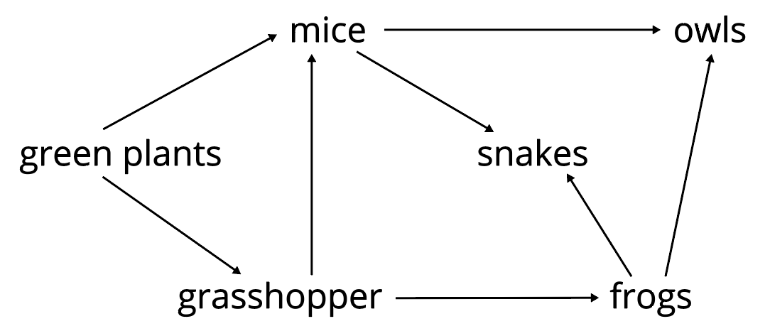 Food Webs : Roles and Relationships | Primary 6 Science - Geniebook