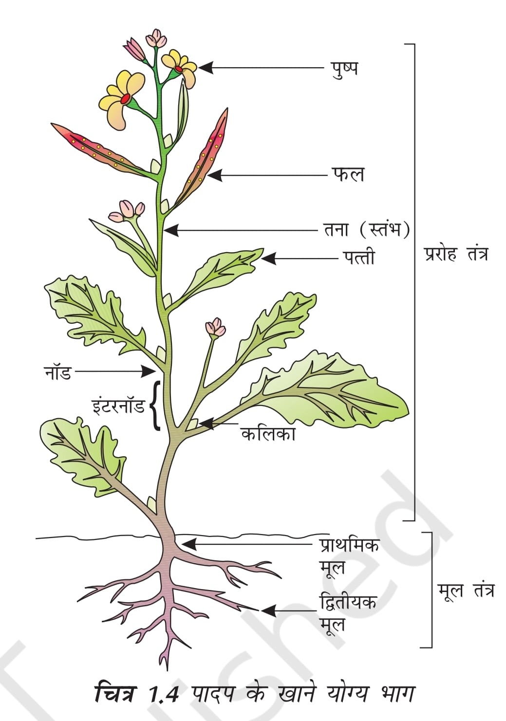 पादप के खाने योग्य भाग