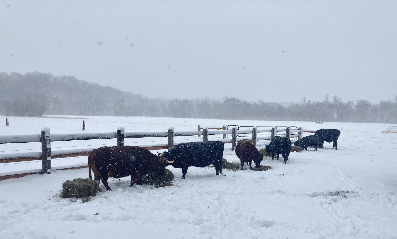 Cows eating hay in the middle of a blizzard.