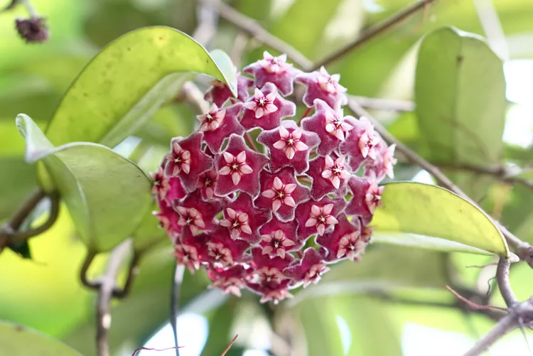 Wax Plant (Hoya carnosa)