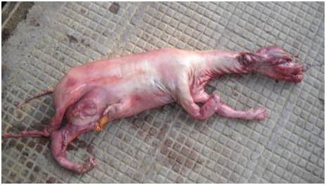 A bubaline macerated fetus was delivered. The maceration was not complete and only the skin and hooves have disintegrated.