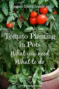 how to grow tomatoes in a pot