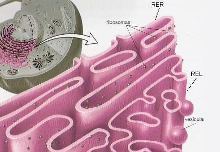 'Organelas citoplasm�ticas'