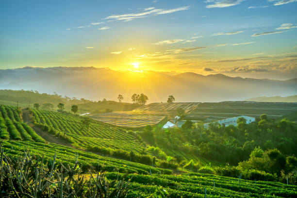 anh hoa da lat