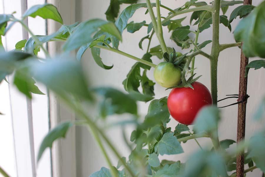 Top Best Edible Plants You Can Grow With Ease At Home