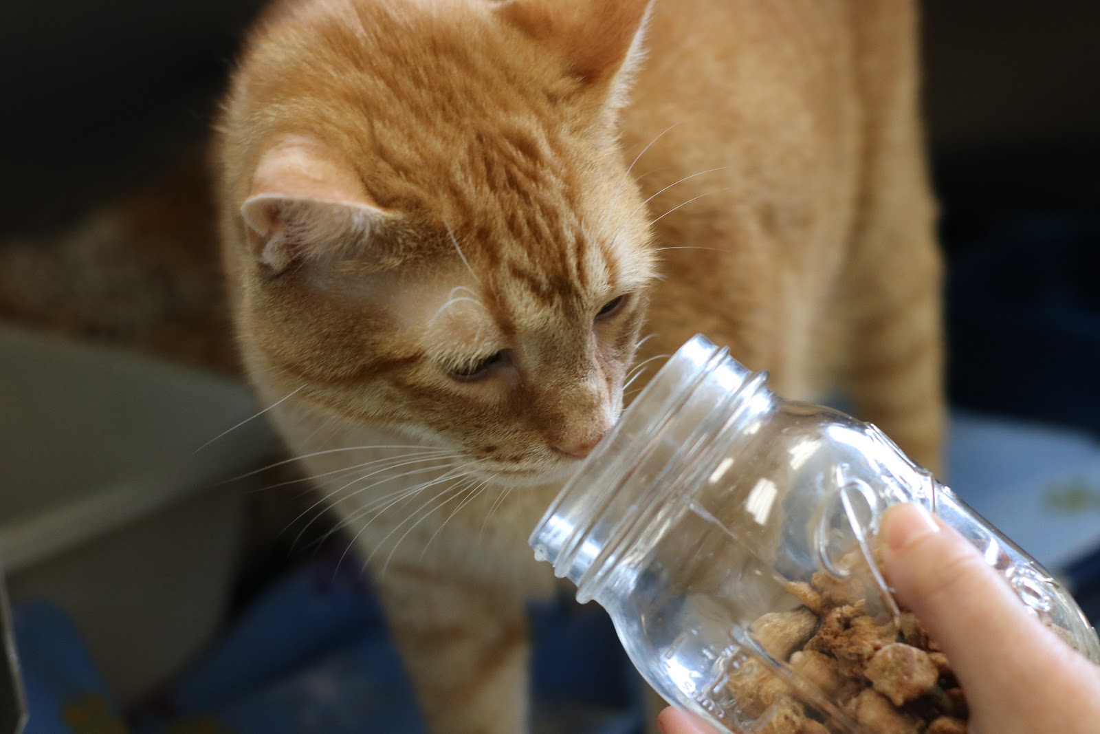 3 Ingredient DIY Cat Treats Jefferson Animal Hospital