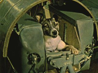 Laika, the dog in space- the mission of the Soviet Union that happened 65 years ago - Asiana Times