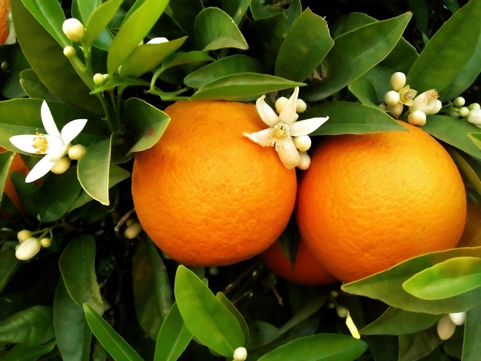 Laranja, Appelsiininkukka, UNKNOWN PORTUGAL Appelsiini Portugalissa