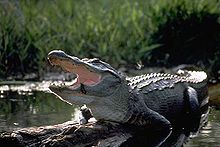 A photo of an alligator sitting on a log with its mouth open near water.