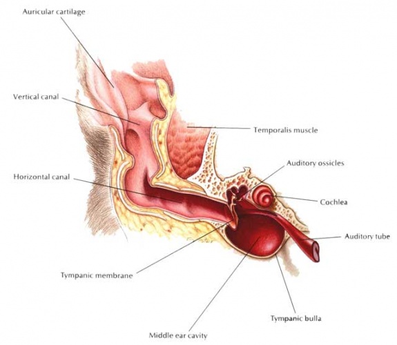 Head Shaking - ears, wax, causes, symptoms, diagnosis ...