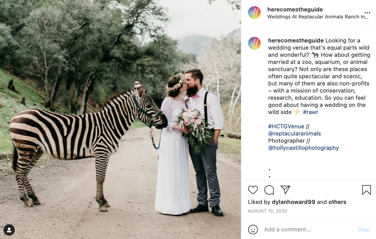 bride, groom, and zebra pose on a dirt road
