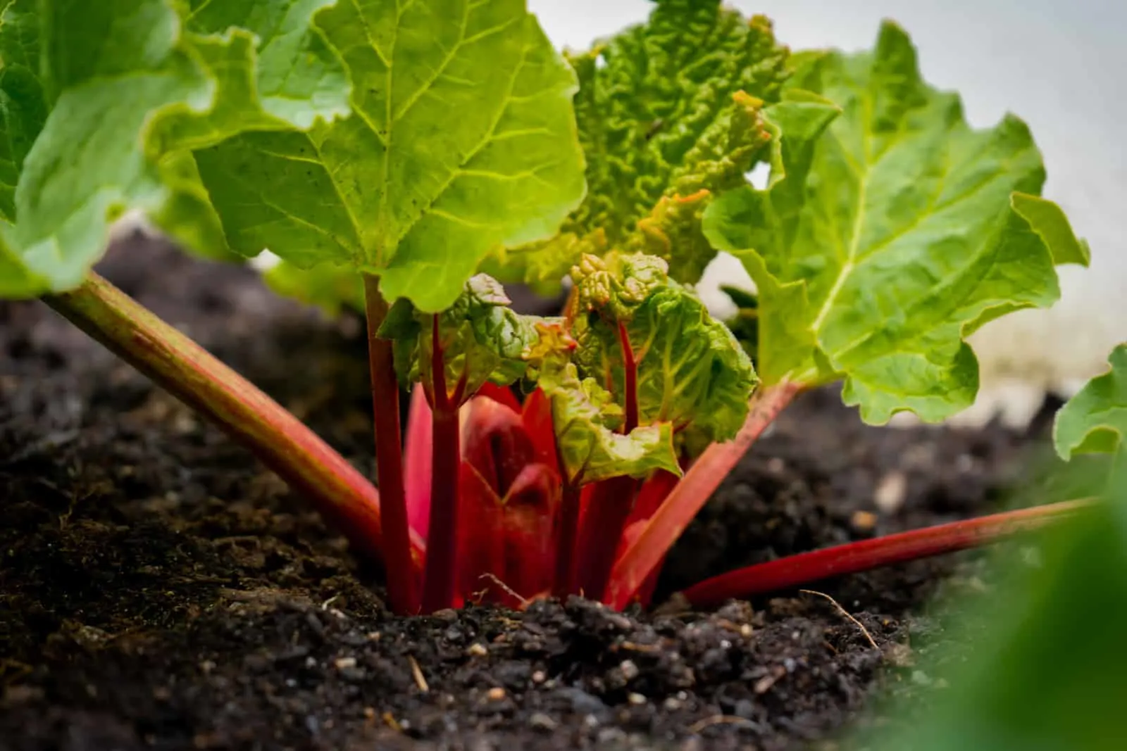Temperature for Rhubarb