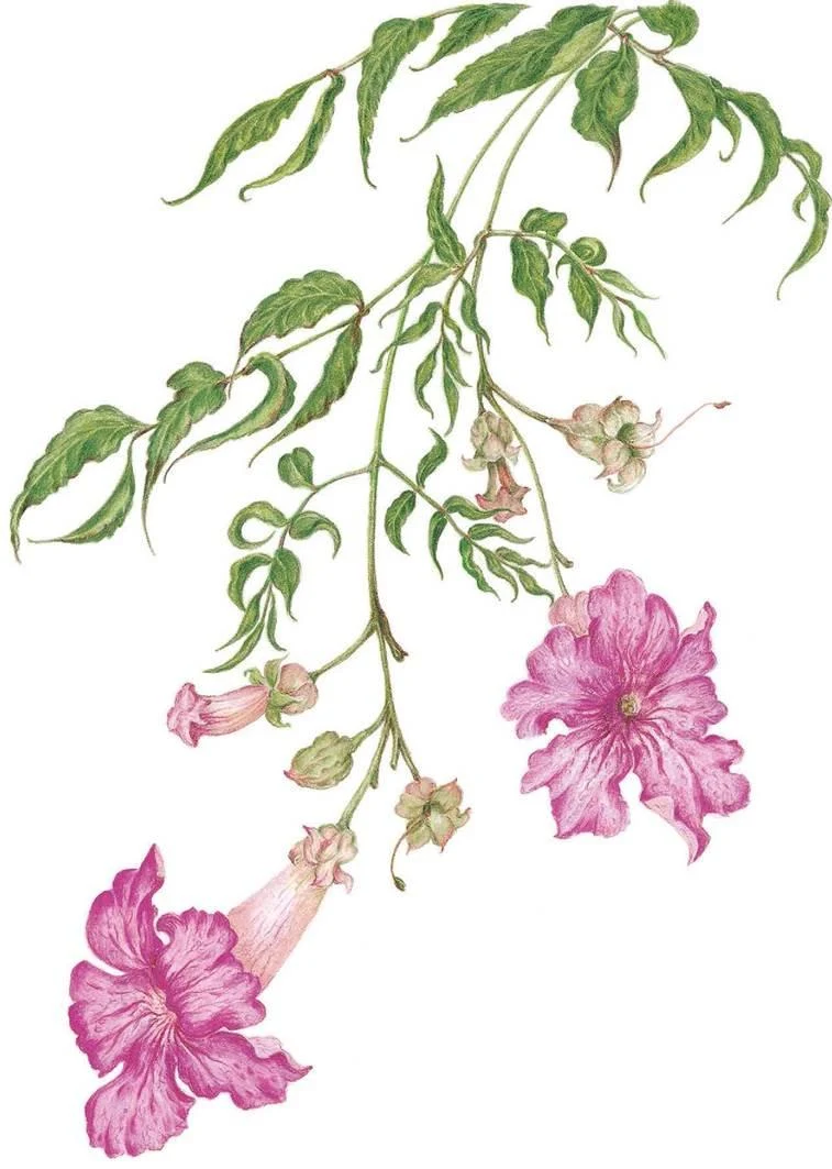 D:\0 wd yedek\acr yedek\1 film indirme\botanicheskaya_illyustraciya2_files\image225.jpg