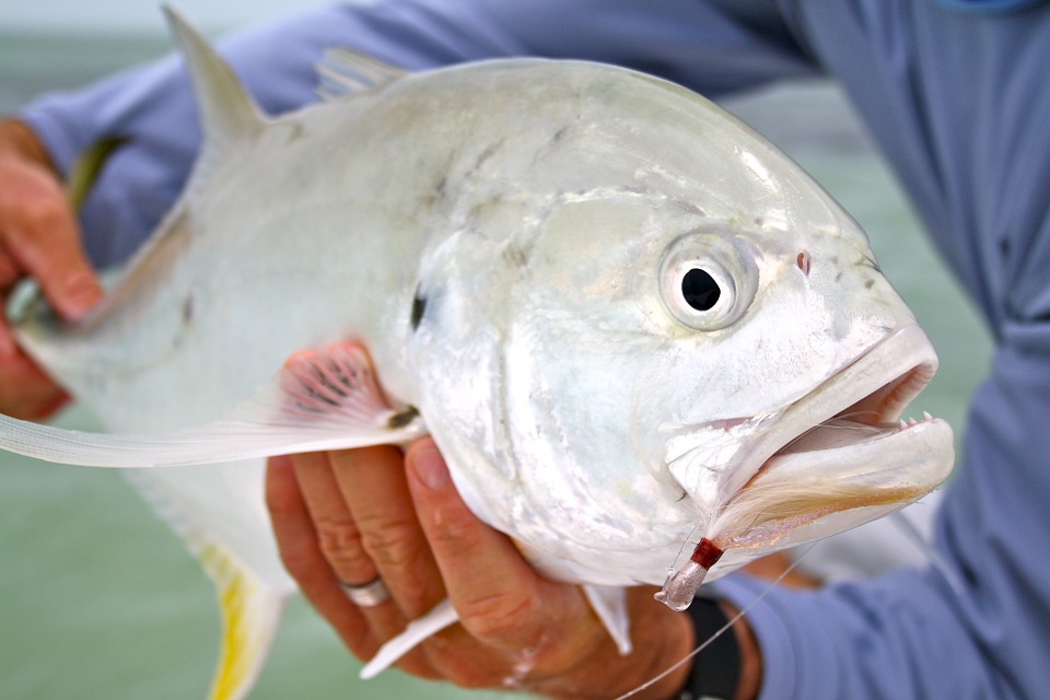 Caught Ocean Whitefish in Key West