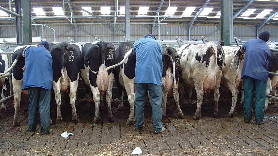 Dairy cows: Get your cows AI-ready with strategic trace mineral  supplementation