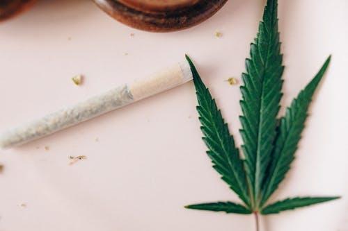 Green Leaf on White Table