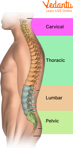 Segments of the Spine