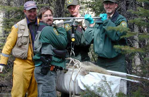 Grizzly bear, being weighed in a sling.