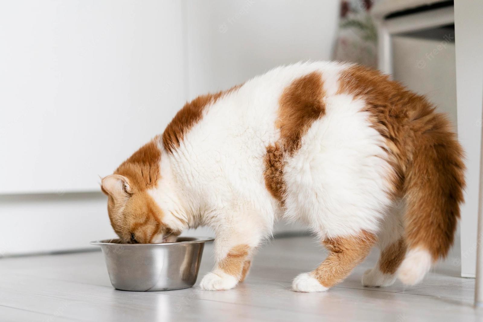 picking-the-right-wet-food-for-diabetic-cats
