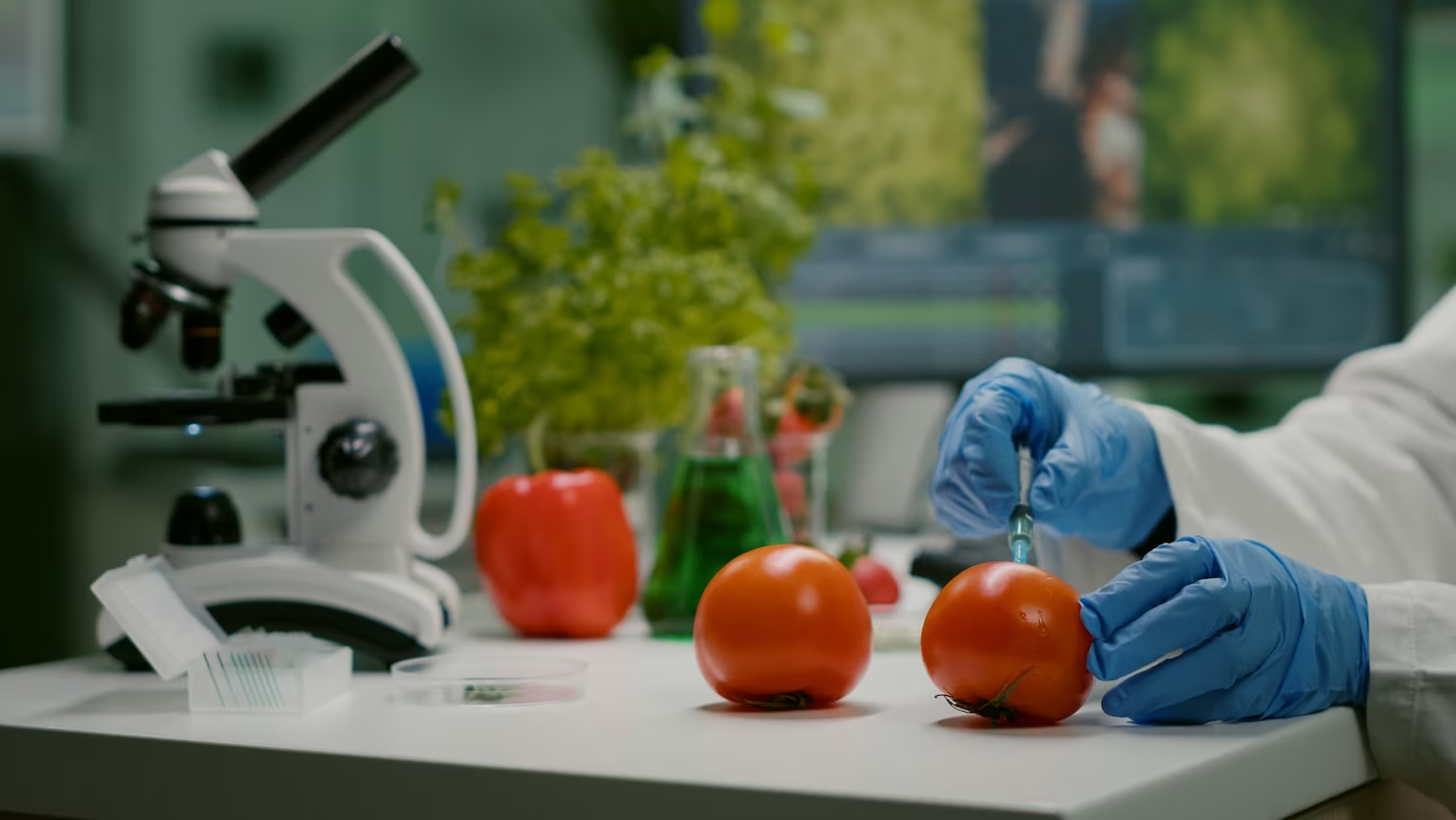 scientist injecting organic tomato with pesticides for gmo test