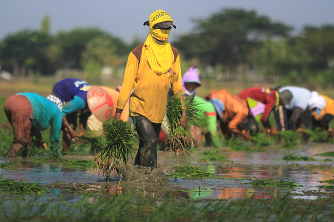 Lahan Padi di Jawa Barat (Photo: Gatra)