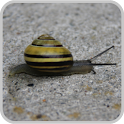 Snail Trail GPS Sports Tracker apk