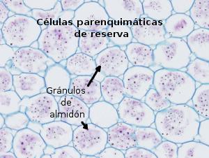 http://www.etitudela.com/profesores/rma/celula/images/parenquimareserva.jpg