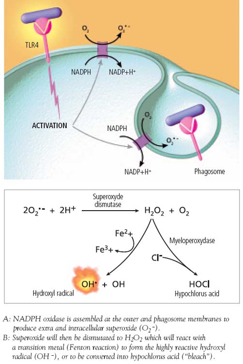 Respiratory burst and HOCl production