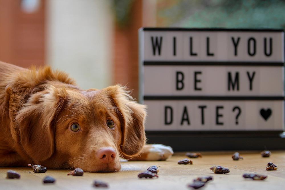 How to Celebrate Valentine's Day with Your Dog