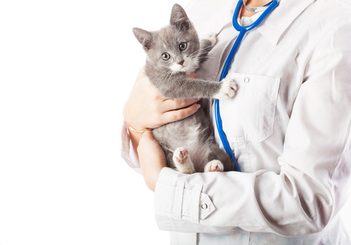 Best Dewormer For Cats Without Vet Prescription diet