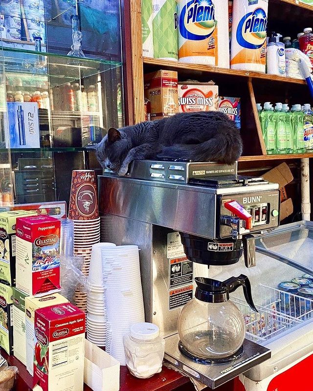 gato sobre cafetera ;17 Pruebas de que los gatos siempre hacen lo que quieren 