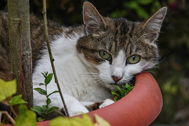 Pet Safe Plants and Herbs