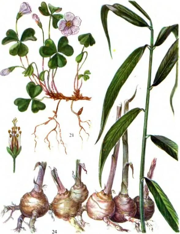 D:\0 wd yedek\acr yedek\1 film indirme\sovremennaya_fitoterapiya_dosyalar\image131.jpg