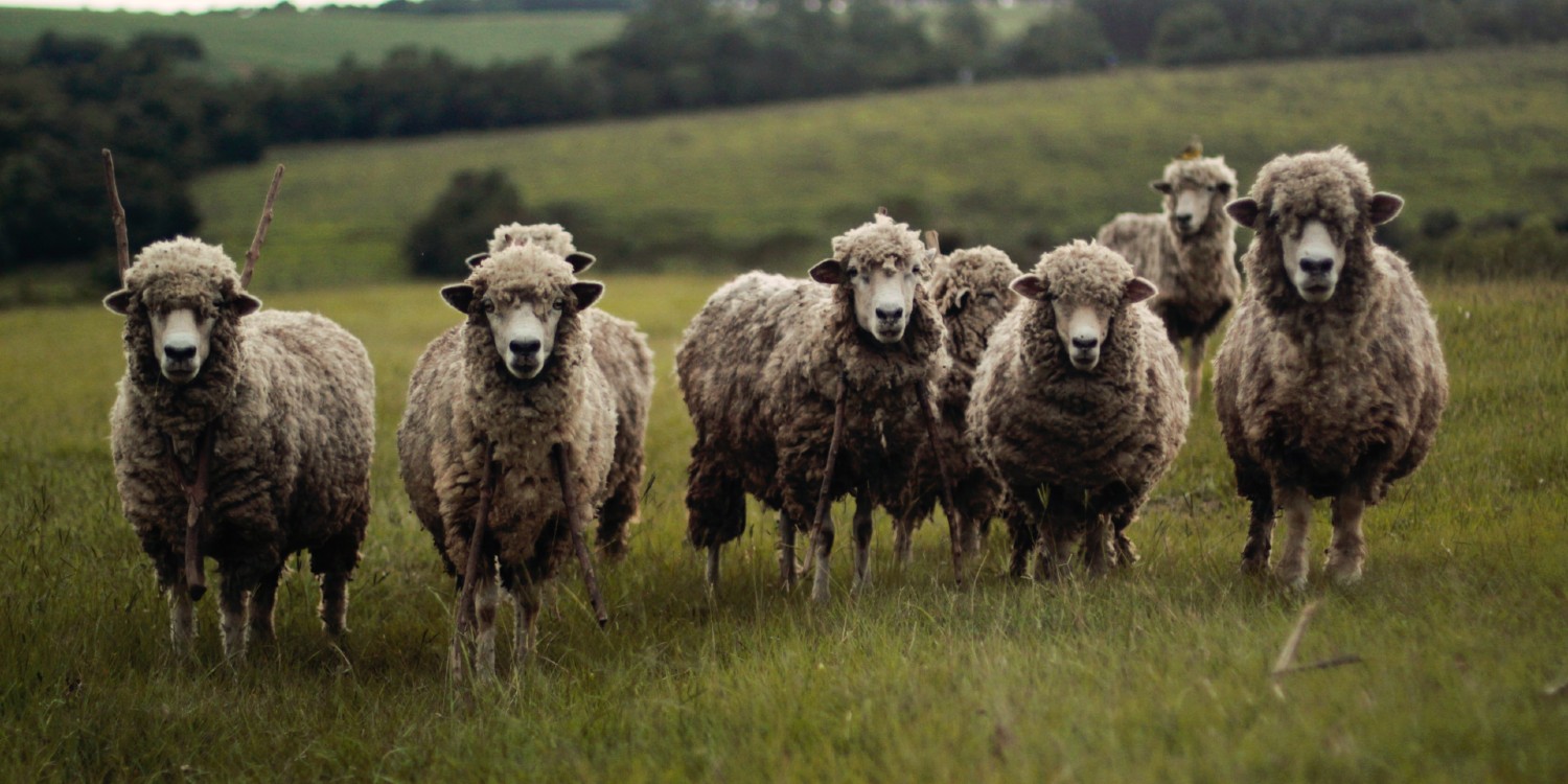 a small herd of sheep staring at the camera and looking for a triple bottom line outcome