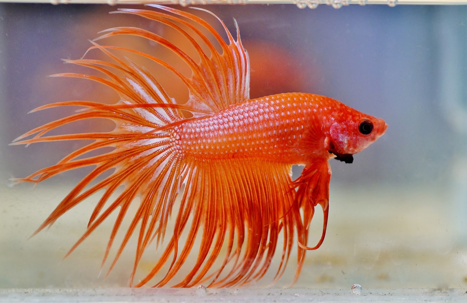 Оранжевая аквариумная рыбка. Бойцовая рыбка сиамский петушок. Аквариумная рыбка Апельсинка. Рыбка петушок коронохвостый красный. Рыбка петушок альбинос.