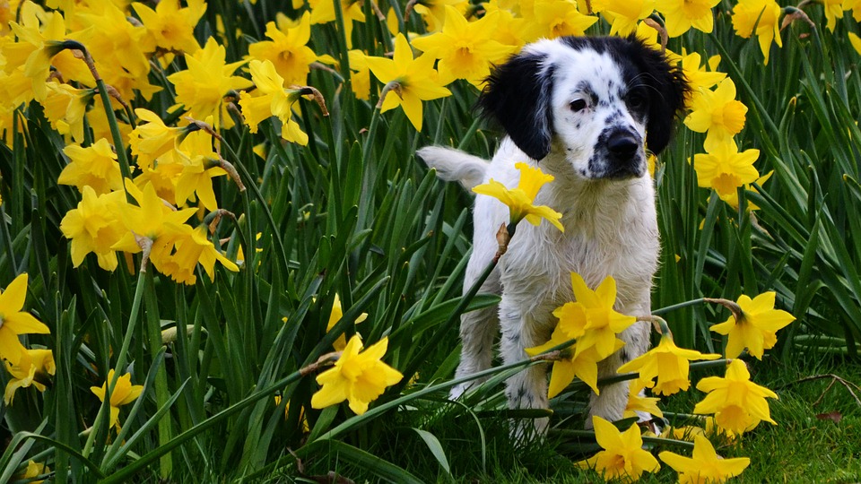 Free photo Netherlands Spring Nature Cute Flowers Narcis - Max Pixel