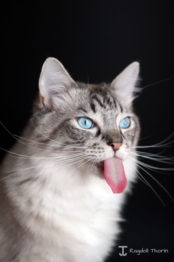 Meet Thorin, My Cat With The Incredibly Long Tongue