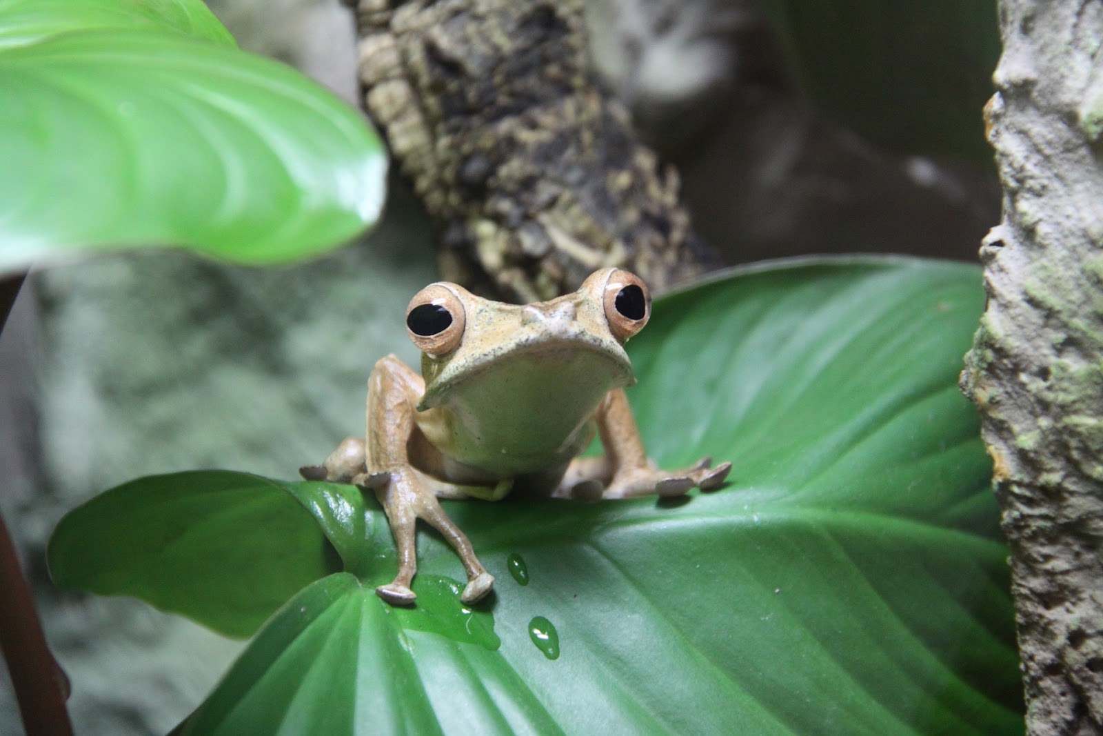 Frog on leaf in bioactive terrarium