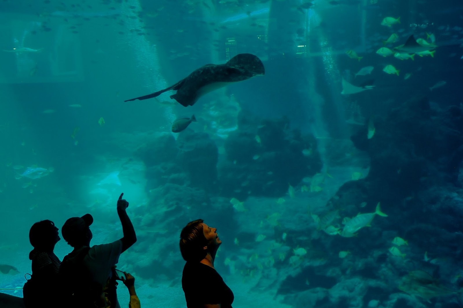 Sting Ray in SEA Aquarium with People