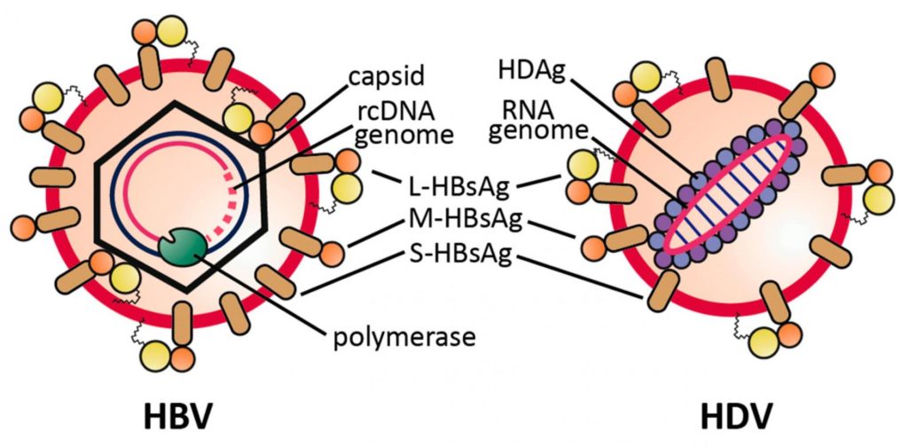 Triệu chứng của viêm gan virus D