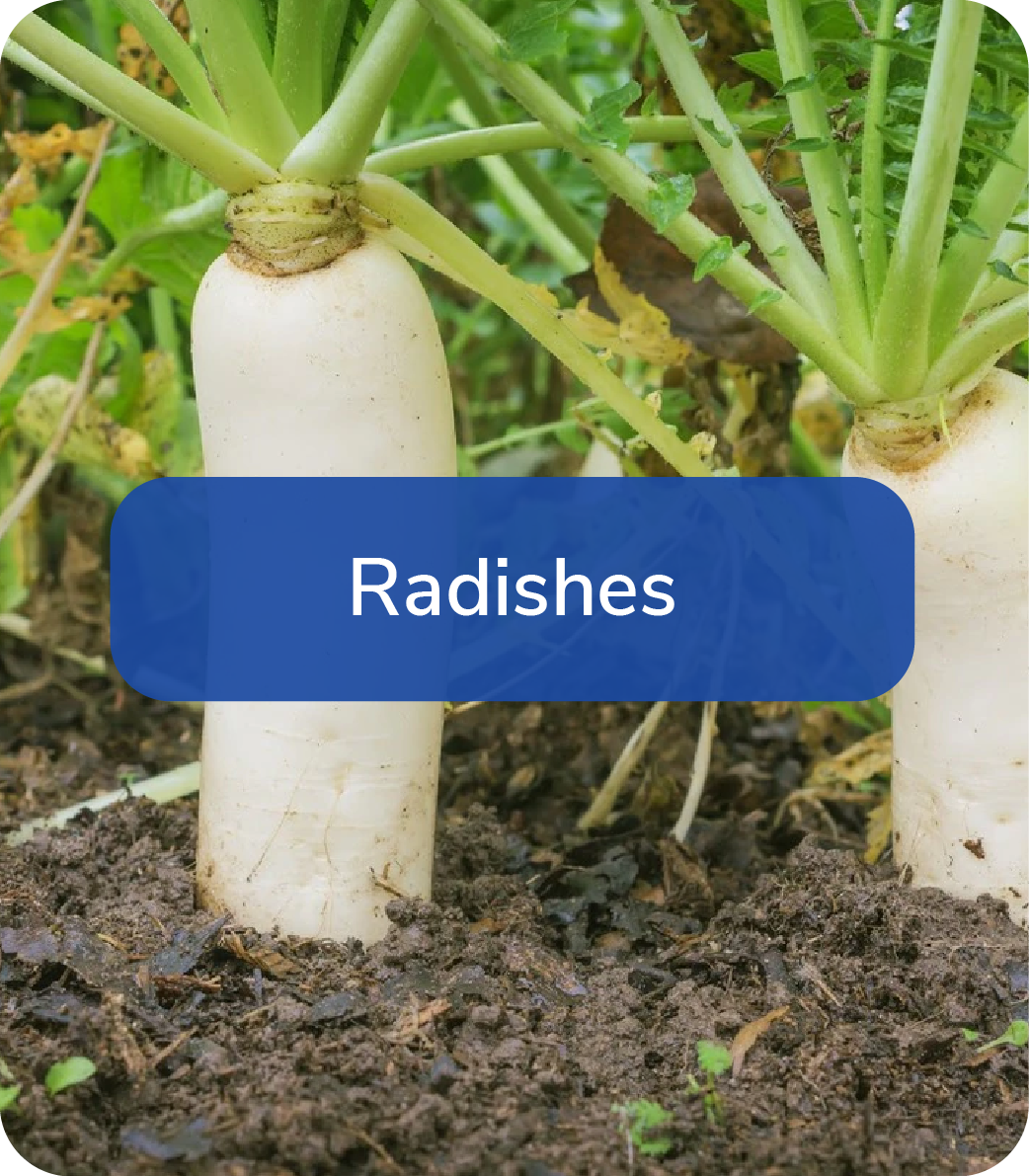 radishes planted in the ground