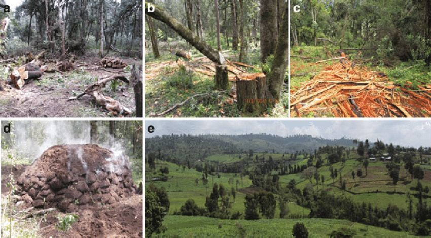 Human Activities that Affect the Forest