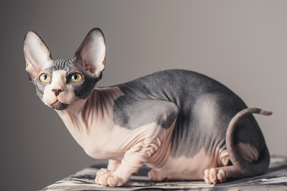 Sphynx Cat